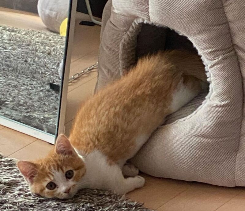 むぎまる