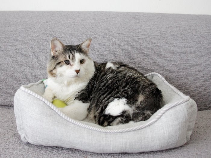 家族募集中の神楽。右目眼球破損で左目弱視、てんかん発作を持つが懸命にリハビリ中。(tekoさん提供)