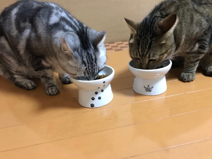 すもも(左)としぐれが仲良くごはん