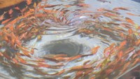 リアルな金魚を描く美術作家・深堀隆介さん展覧会が開催 会場では約300点を紹介 岡山市