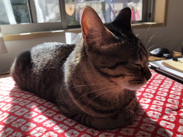 2021年お正月。晴れの日は座布団の上が好き。お気に入りのポジション(Shingo Suzukiさん提供)