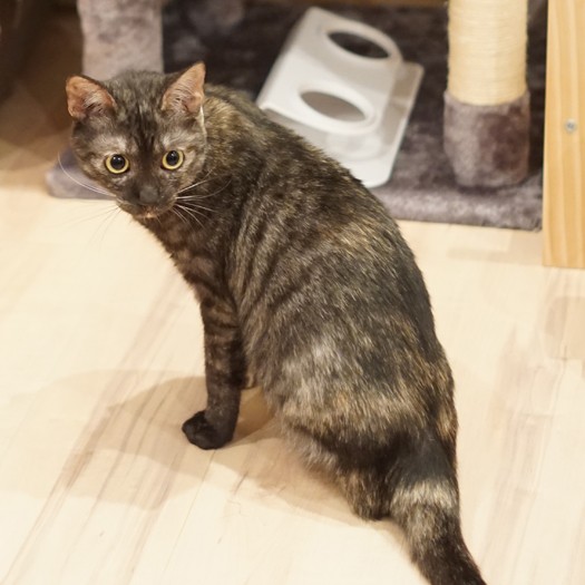 後ろ左足がなくても「問題ないの」