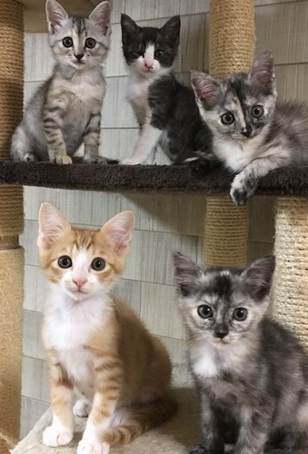 山道に捨てられていた5兄弟