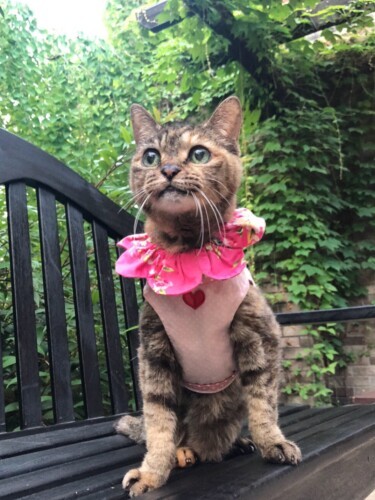 夏に訪れた軽井沢、気持ち良さそう(maiさん提供)