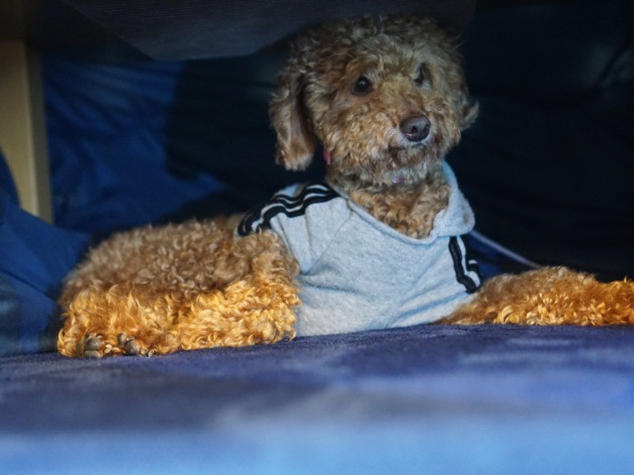 夜は一緒にコタツでぬくぬくして…