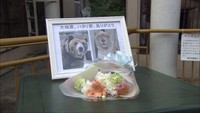動物園の顔が相次いで姿消す 池田動物園の人気者…ヒグマとライオンが死ぬ 岡山市