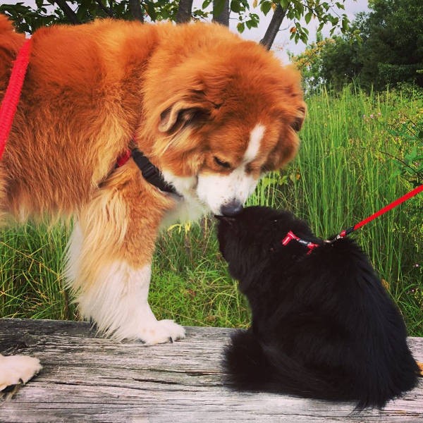 八七くんと一緒にお散歩