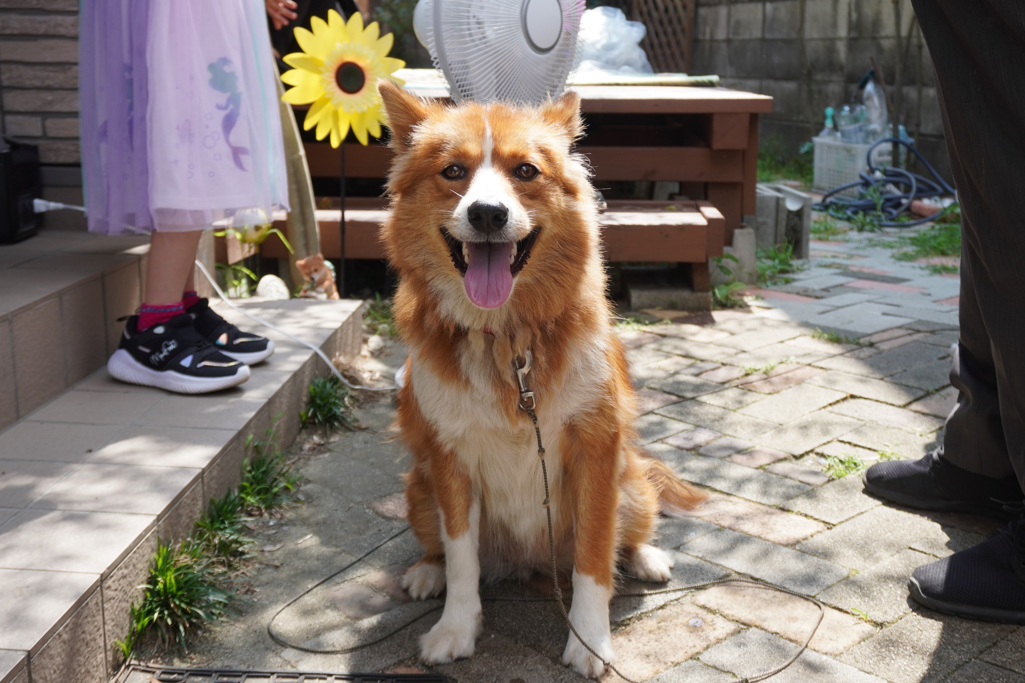 新学期は少しお寝坊? 毎朝小学生を見守る“登校犬”のフクちゃん 高松市