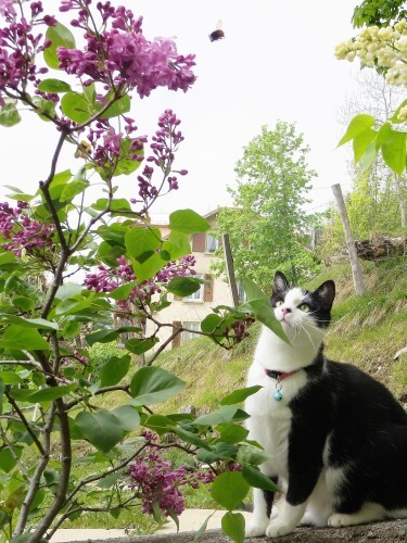 毎日お庭と原っぱに出て遊ぶのが好きになったクストーくん(文さん提供)