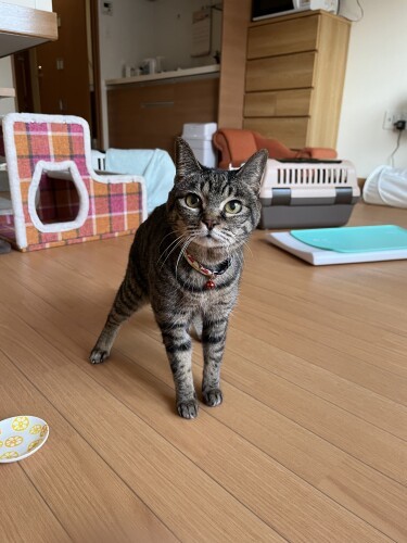 猫さんお預かり部屋。南さんの付き添いでの看護が必要な時や、飼い主の療養中で居室内でのお世話が難しい場合など幅広い用途で使われる(南さん提供)