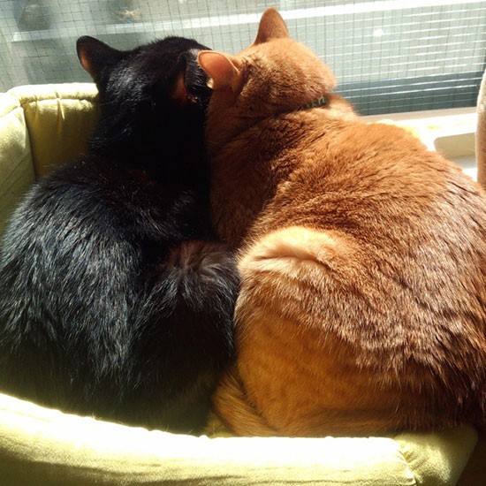 ずっとこんな姿を見るためにも健康に気を付けたい。「ペットを放棄するようなニュースが流れない世の中になってほしい」(岡田さん提供)