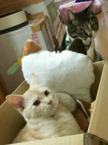 電車ごっこ「運転手は兄ちゃんで車掌は僕」