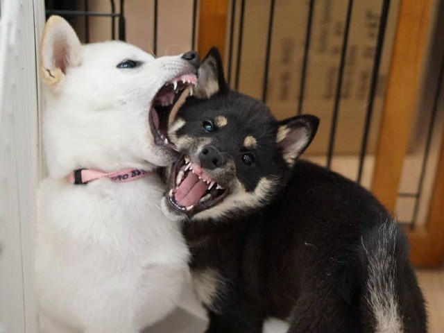 同じ強さで思い切り遊べる。貴重な経験!(UG提供)