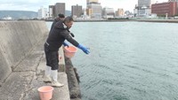 豊かな瀬戸内海を取り戻す 「稚魚育む」アマモの種まき 高松市