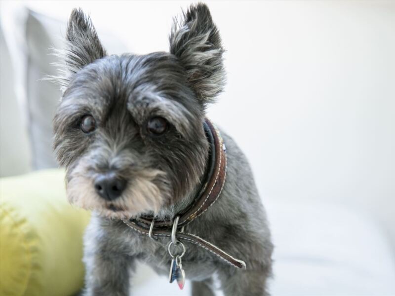 「キャンちゃん、いつまでもずっと健康で、長生きしようね」