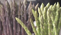 高松市でアスパラガスの収穫祭