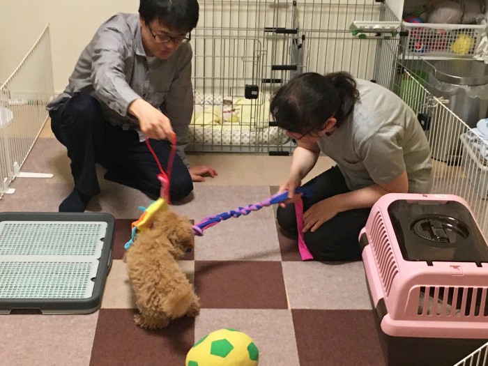 部屋に出してしっかり運動させることも重要!