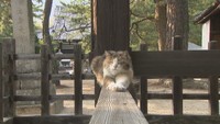 お遍路さんから人気!寺に住む三毛猫「ムーンちゃん」 香川・讃岐国分寺