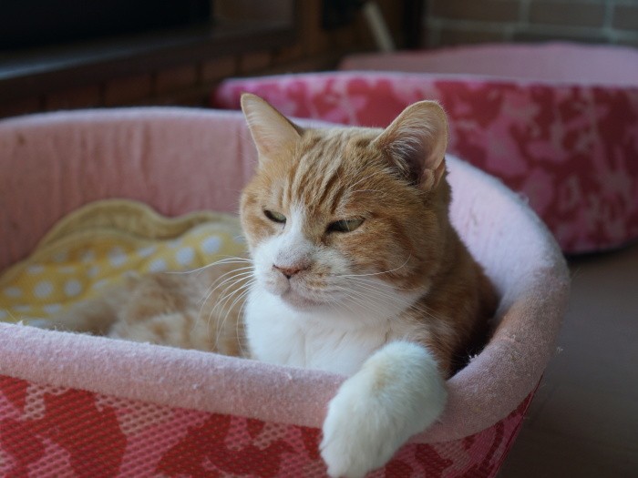 「まあ細かいことは気にせずおおらかにいこうよ」