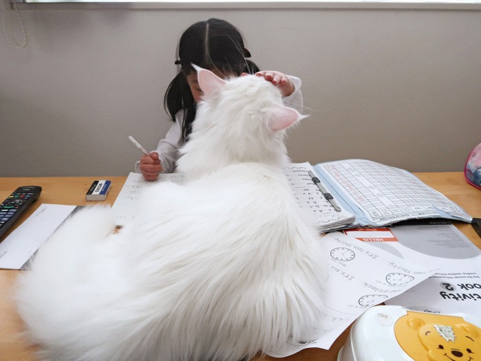 勉強をしているとノートの上に乗って様子を見にくるトヨ