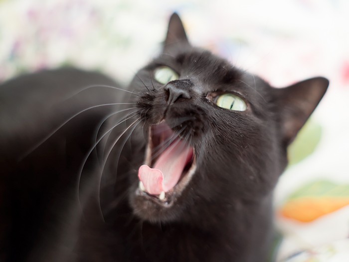 元野良猫なのでワイルドです