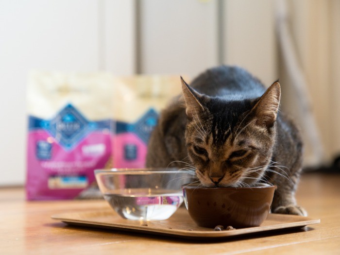 目を細めながらブルーのフードを食べる宗介。心もおなかも満たされて幸せ