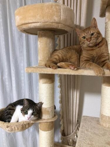 後から来た梅吉くん(下)と