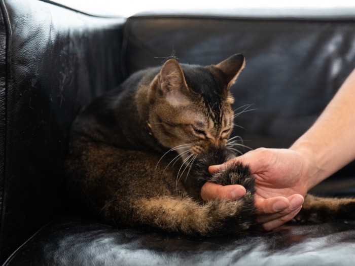 尻尾を触られても嫌がらないのは、浦野さんに心を許している証拠
