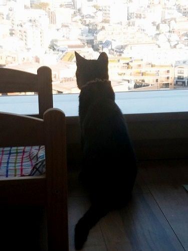 「東京ひろーい」(提供写真)