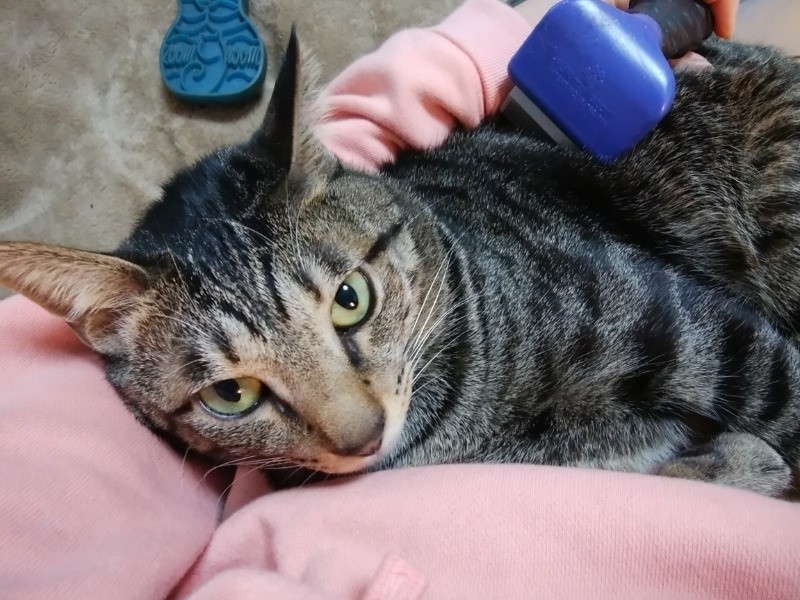 「ファーミネーターはジョリジョリして緊張する、でもたくさん抜けるね」