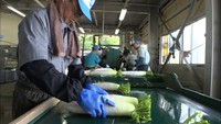 みずみずしく強い甘みが特徴 蒜山高原の特産「ひるぜん大根」の出荷始まる 岡山・真庭市