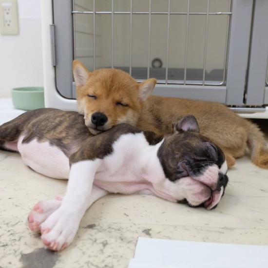 遊んで爆睡。夢の中でもワンプロしてるかな?(提供:UG)