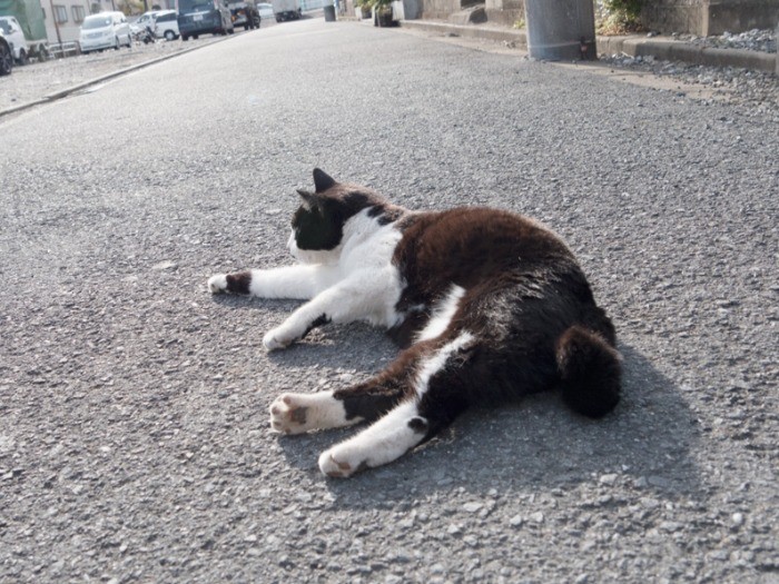 「おや、あれはときどき見かける茶トラ猫では」。(小林写函撮影)