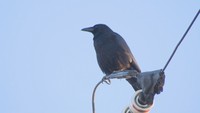 野生のカラスが電柱から「おはよう」 児童もびっくり 岡山・倉敷市