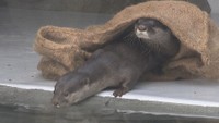 四国水族館で人気 “コツメカワウソ姉妹”のツバキがお引っ越し 繁殖目指し大分の「うみたまご」へ 香川