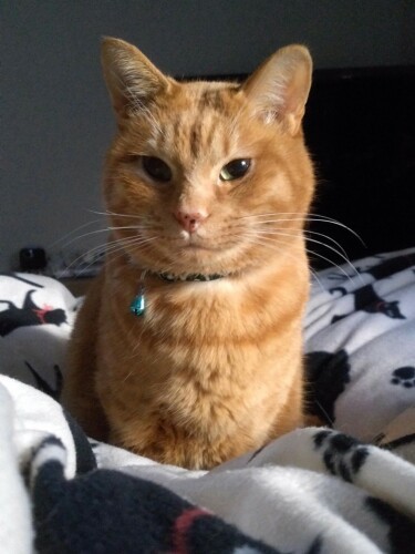 クロの通院がうらやましいトラ。目やにが出て病院に行く時、自らキャリーに入った。「電話の短縮ボタンで病院に電話したこともあるよ」(岡田さん提供)