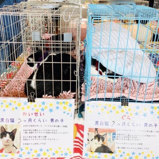 譲渡会に参加した時のハル(かいせい)とミール(グラ)。いつも隠れていたが、M男さんとY子さんが2度目に訪れた時は堂々としていたという。「ご夫妻と赤い糸で結ばれていたんですね!」とIさん(保護主Iさん提供)