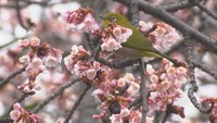 香川・宇多津町に春の足音…神社で「桜」が開花