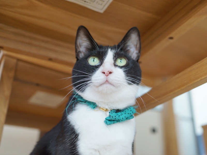 マンホールの下から救出されたドロップちゃん(4才)