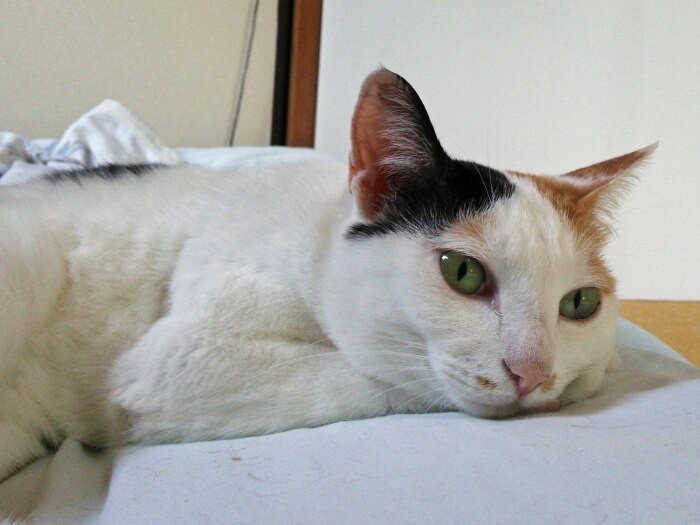 愛嬌のある丸い顔、口元にお醤油のシミでもつけたようなブチ。いつもマイペースなボビ