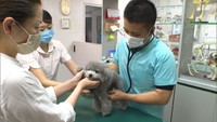 狂犬病の予防接種率ワースト3位の香川県 自治体による集団注射中止の影響に懸念