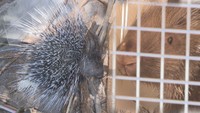 岡山市の池田動物園で生まれたヤマアラシ「ハッシュ」がとくしま動物園へ 岡山