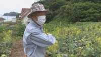 〈新型コロナ〉緊急事態宣言の影響で苦境に陥る農家 キャベツは「底値」に 岡山・瀬戸内市