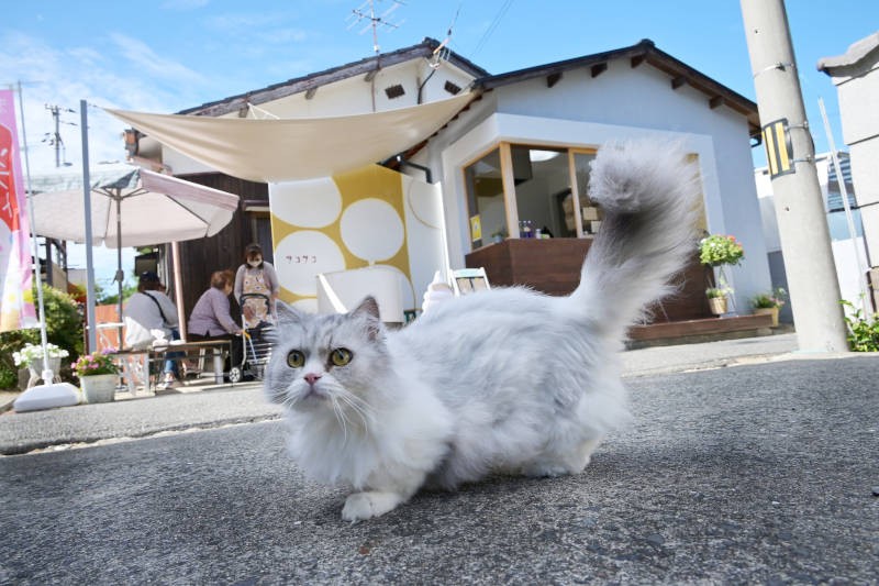 オーナーの愛猫のシンバ君(8歳♂)が「taco taco」の前でひなたぼっこ中