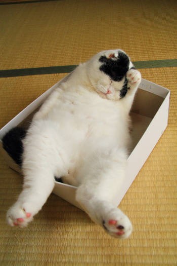 誰も足跡をつけていないまっさらな雪道みたいな、美しい腹毛です(『ネコまる』vol.32〈辰巳出版〉より)