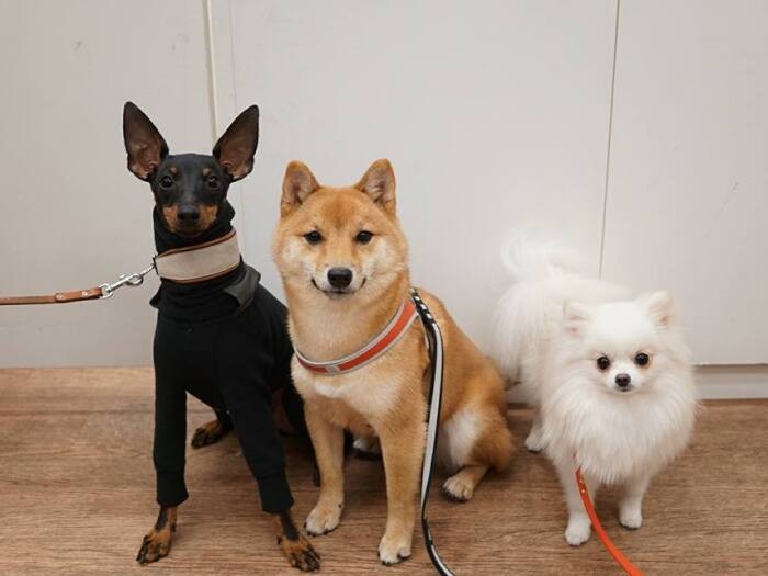 幼なじみの柴犬のさんたくん、ポメラニアンのしふぉんちゃんと(提供:UG)