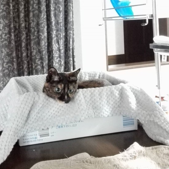 プリンターの動きに興味津々