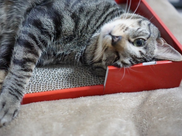 ベッドになっちゃった