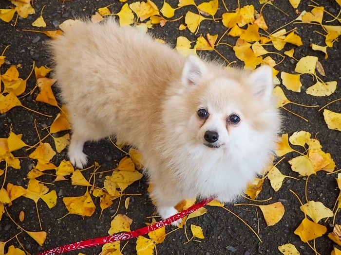 穏やかな性格で、人間も犬も大好きなチャイ(HISAYANさん提供)