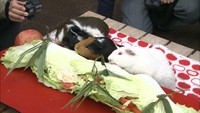 節分を前に…動物たちが「恵方巻き」を丸かぶり 岡山市